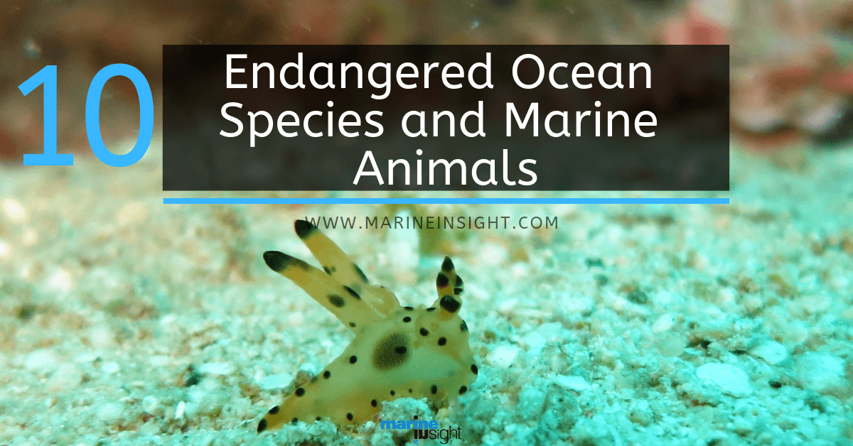 top 20 endangered species list