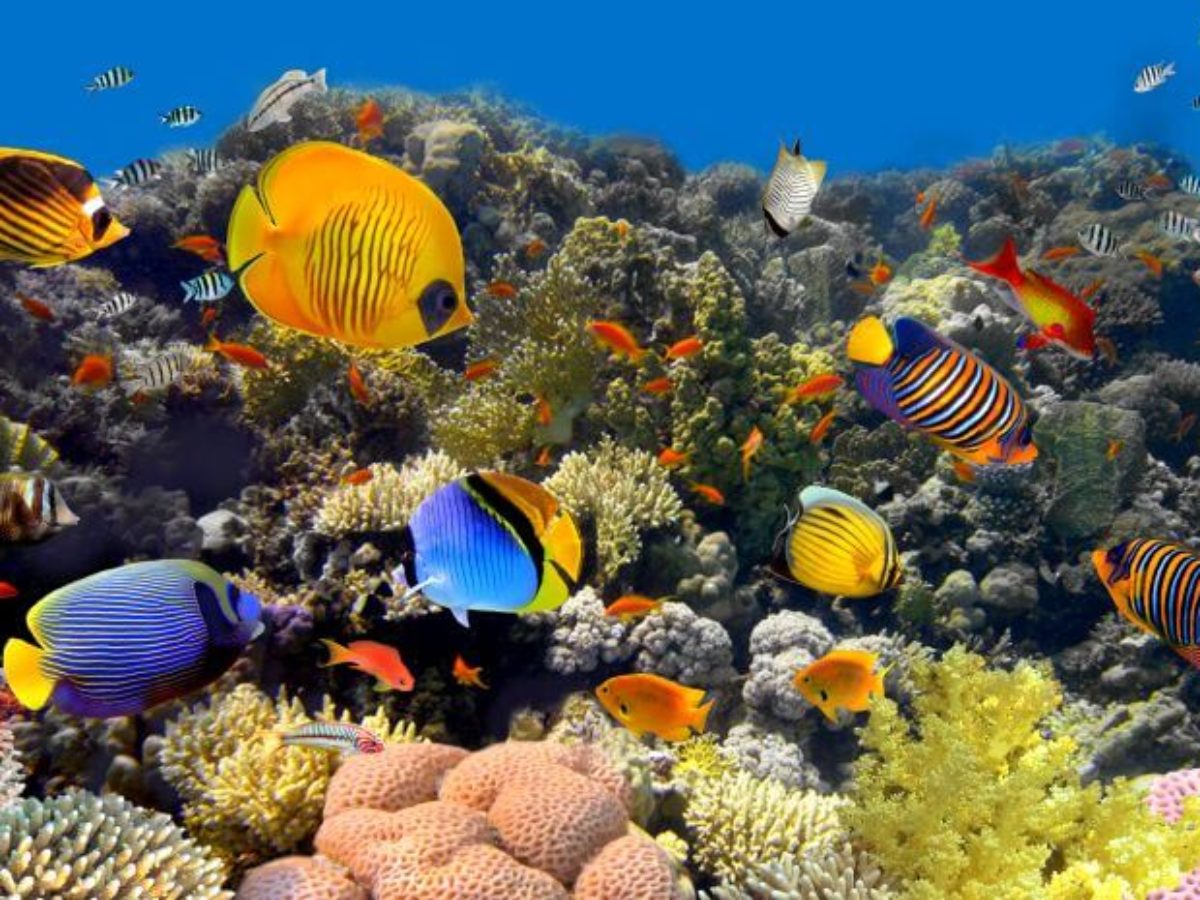 8 Ways You Can Help Save Coral Reefs