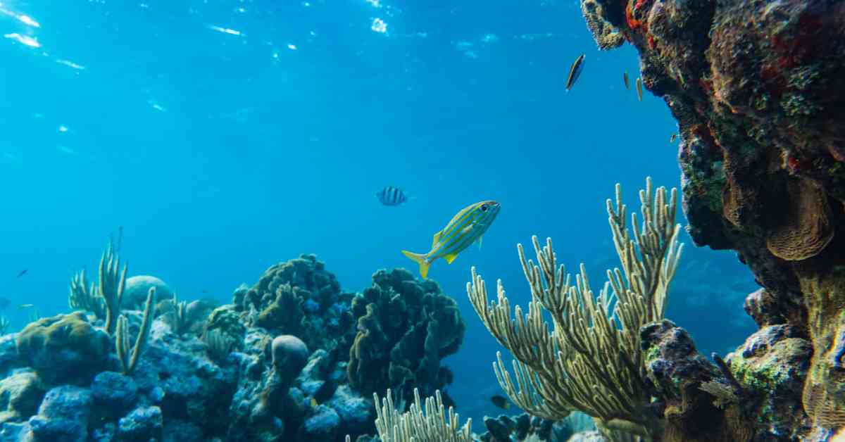 marine biome coral reef
