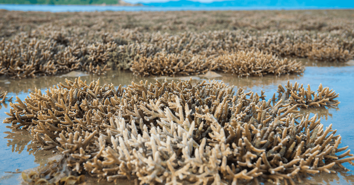 gulf of boni coral reefs